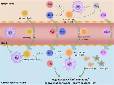 Frontiers Crosstalk Between Dendritic Cells And Regulatory T Cells